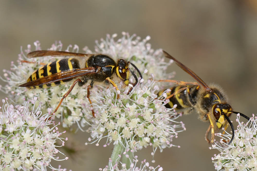 Dolichovespula media (Vespidae)